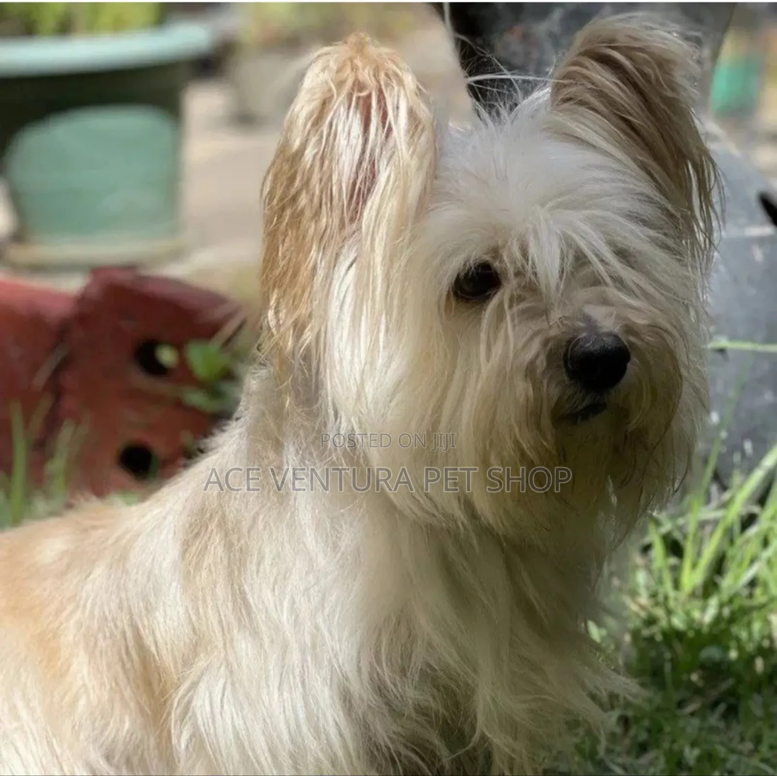 1-3 months Male Purebred Maltese
