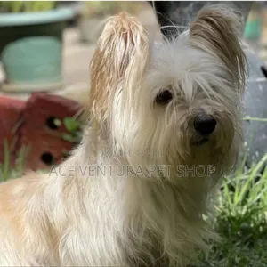 1-3 months Male Purebred Maltese