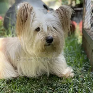 1-3 months Male Purebred Maltese