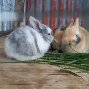 Rabbit for Sell