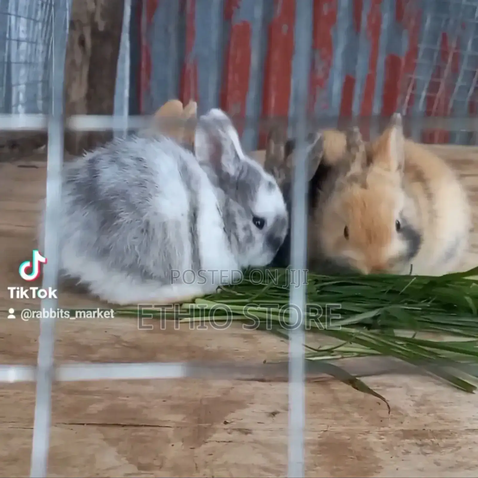 Rabbit for Sell