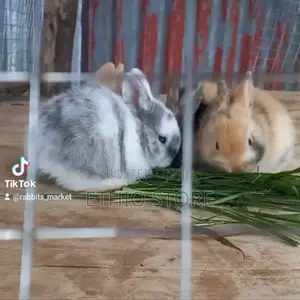Rabbit for Sell