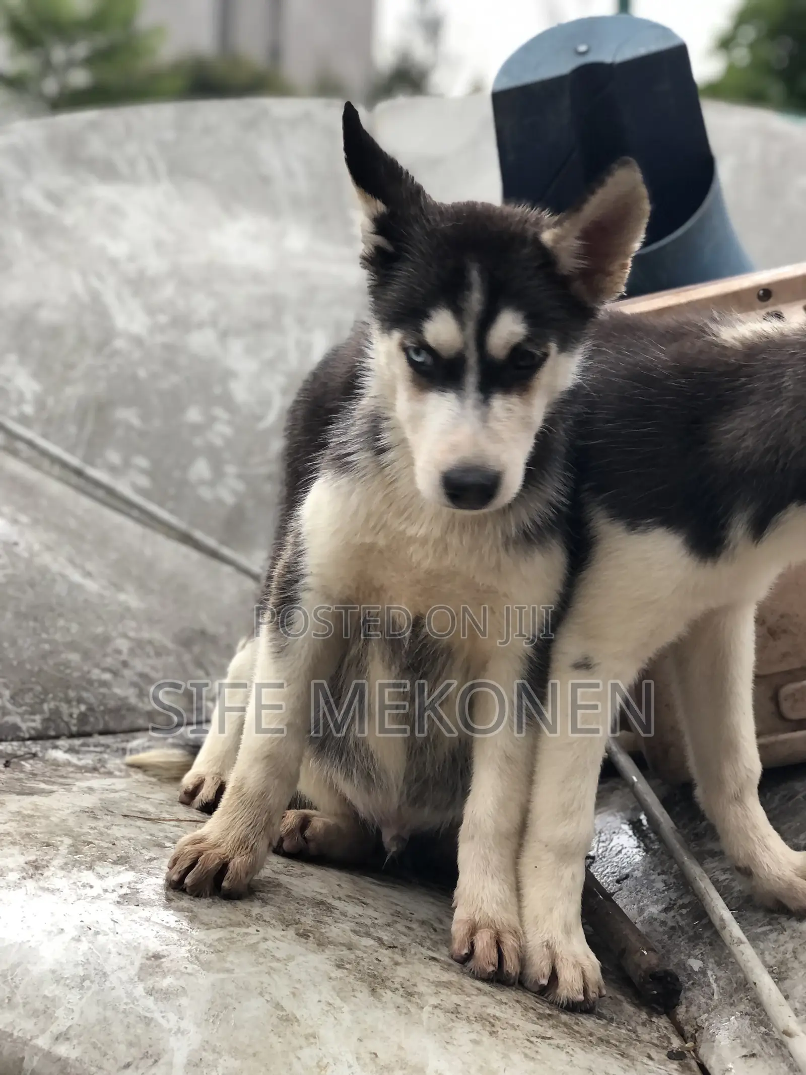 1-3 months Male Purebred Siberian Husky
