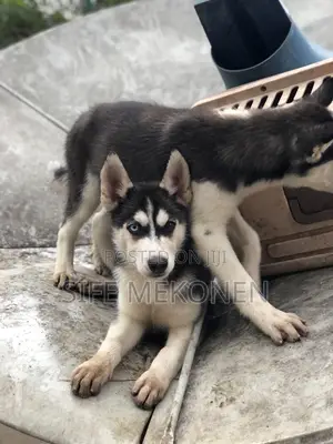 1-3 months Male Purebred Siberian Husky