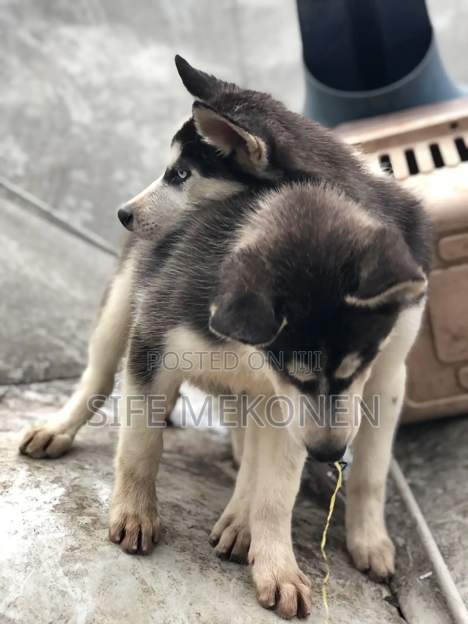 1-3 months Male Purebred Siberian Husky