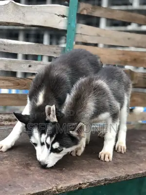 1-3 months Male Purebred Siberian Husky