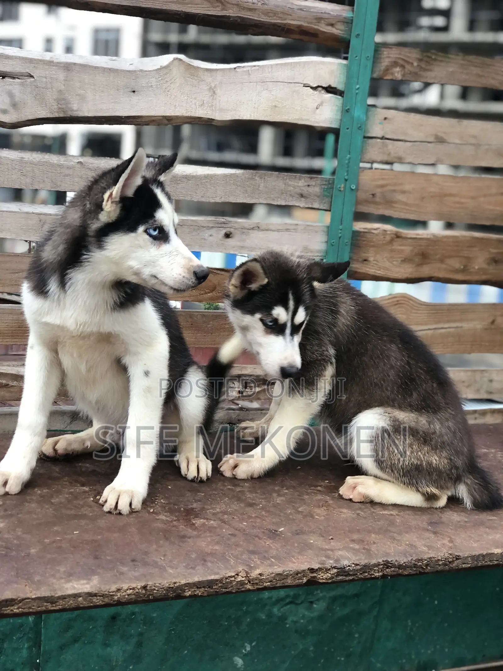 1-3 months Male Purebred Siberian Husky