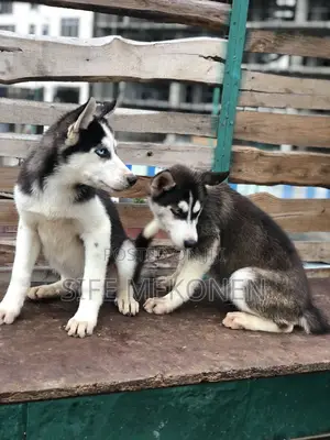 1-3 months Male Purebred Siberian Husky