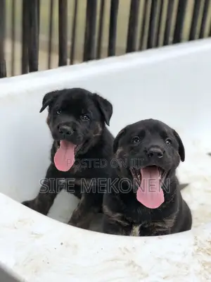 1-3 months Female Purebred American Pit Bull Terrier