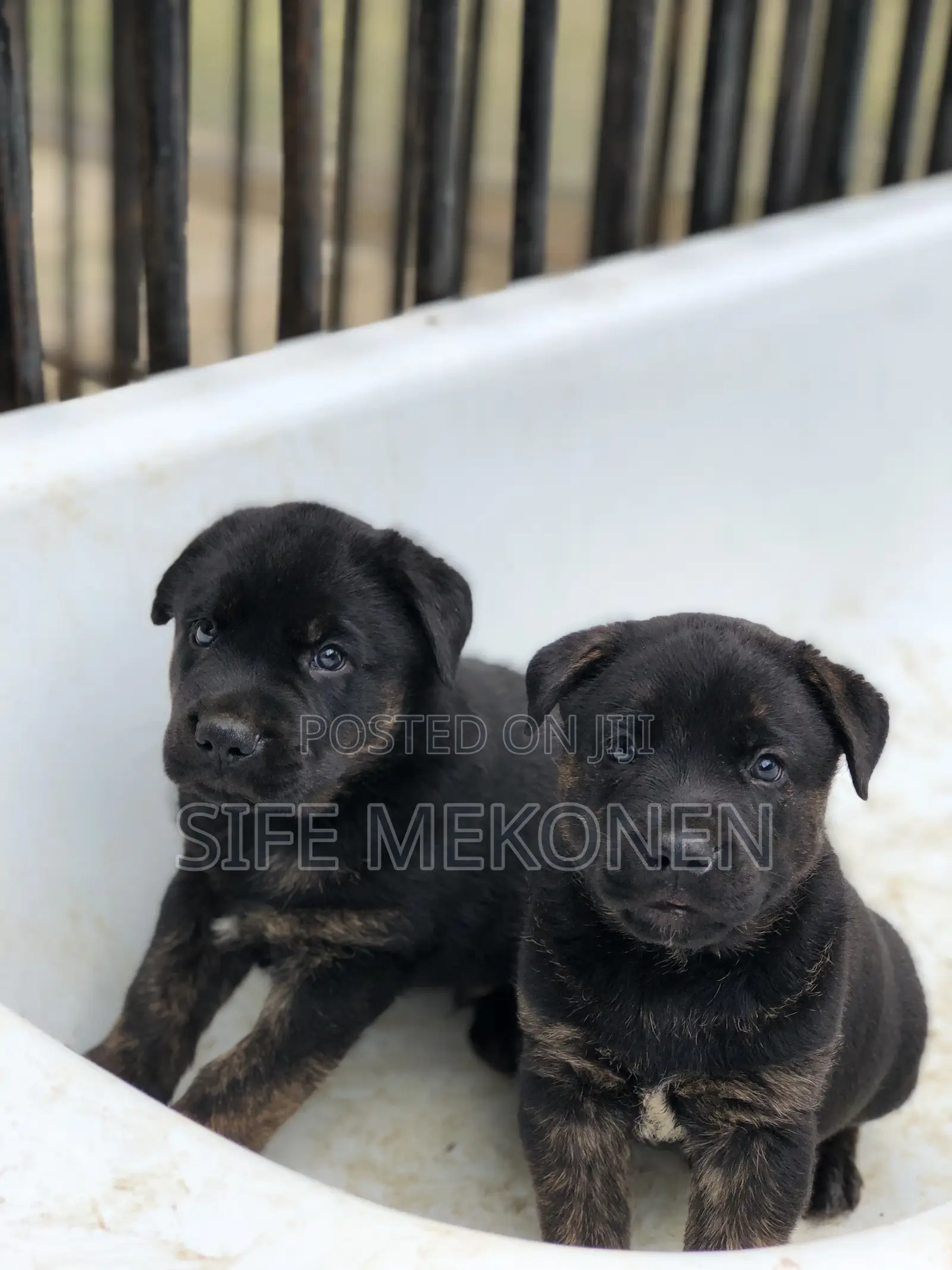 1-3 months Female Purebred American Pit Bull Terrier