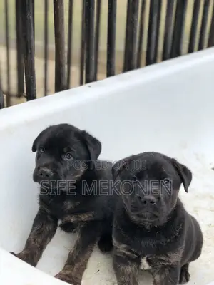 1-3 months Female Purebred American Pit Bull Terrier
