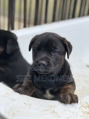 1-3 months Male Mixed Breed American Pit Bull Terrier