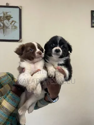1-3 months Male Purebred Papillon