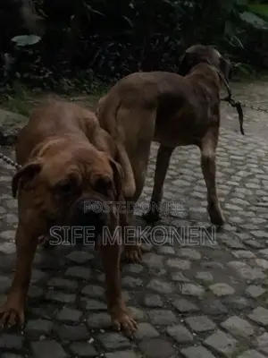 1-3 months Male Purebred Bullmastiff