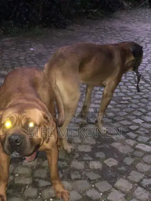 1-3 months Male Purebred Bullmastiff