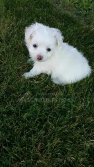 1-3 months Male Purebred Maltese