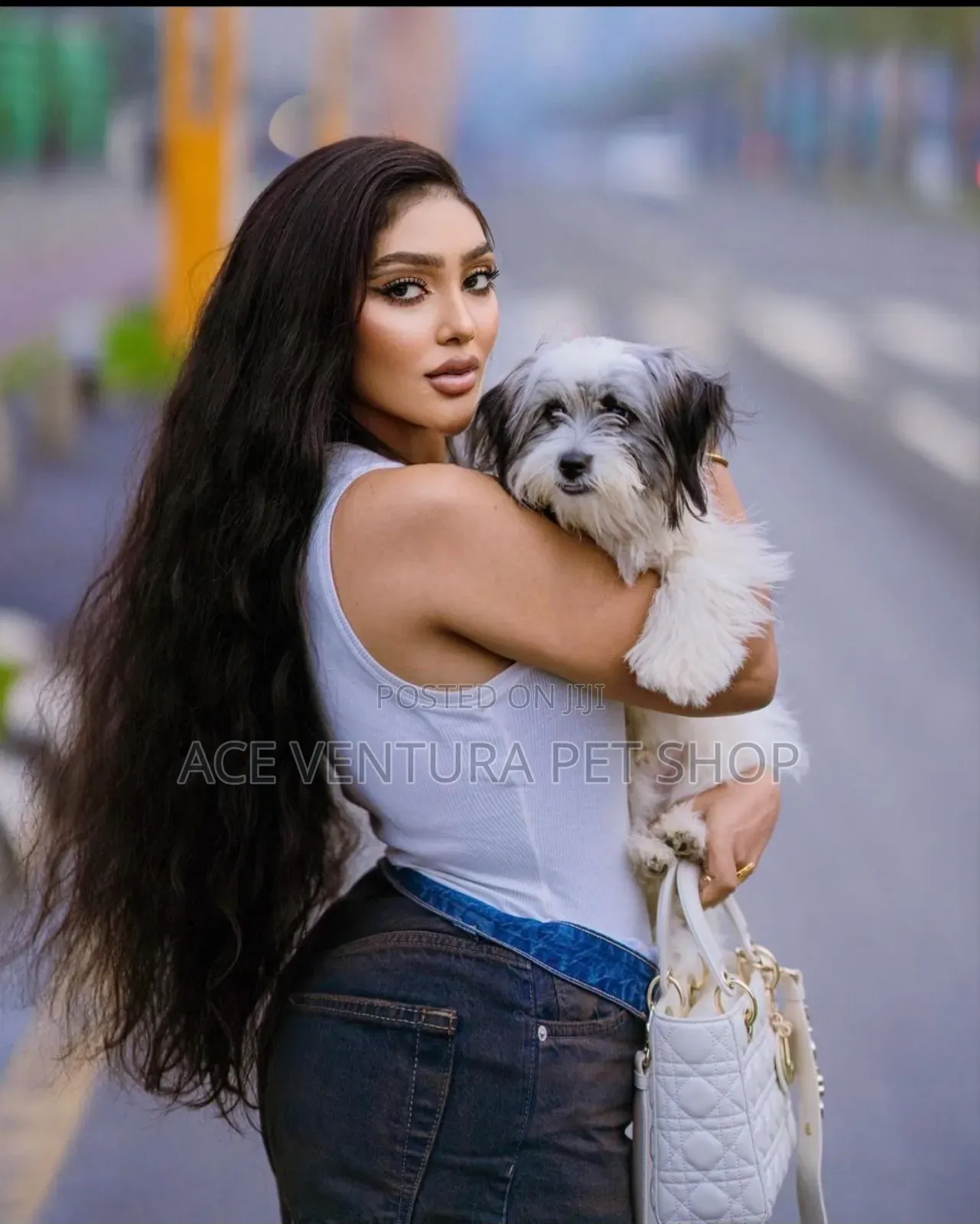 1-3 months Male Purebred Maltese Shih Tzu