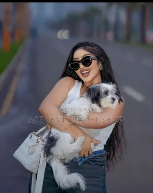 1-3 months Male Purebred Maltese Shih Tzu