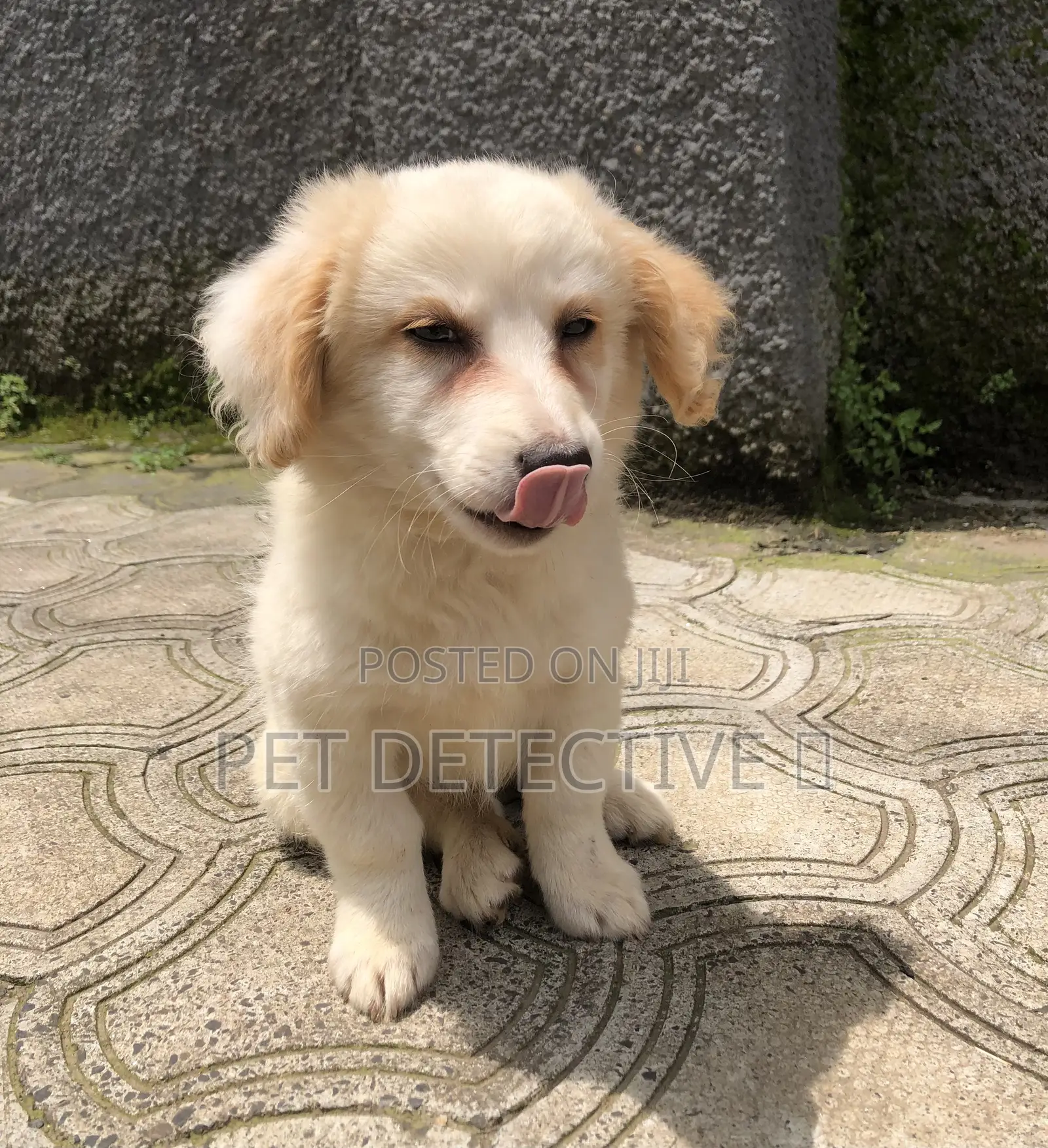 1-3 months Male Purebred Maltese