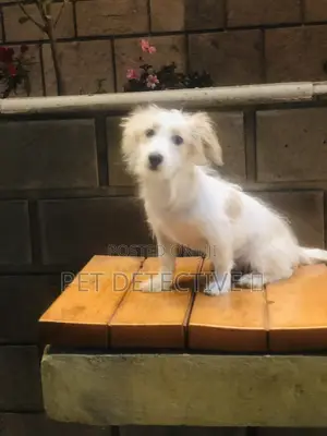 3-6 months Male Purebred Maltese