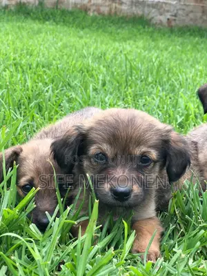 1-3 months Male Purebred Chihuahua