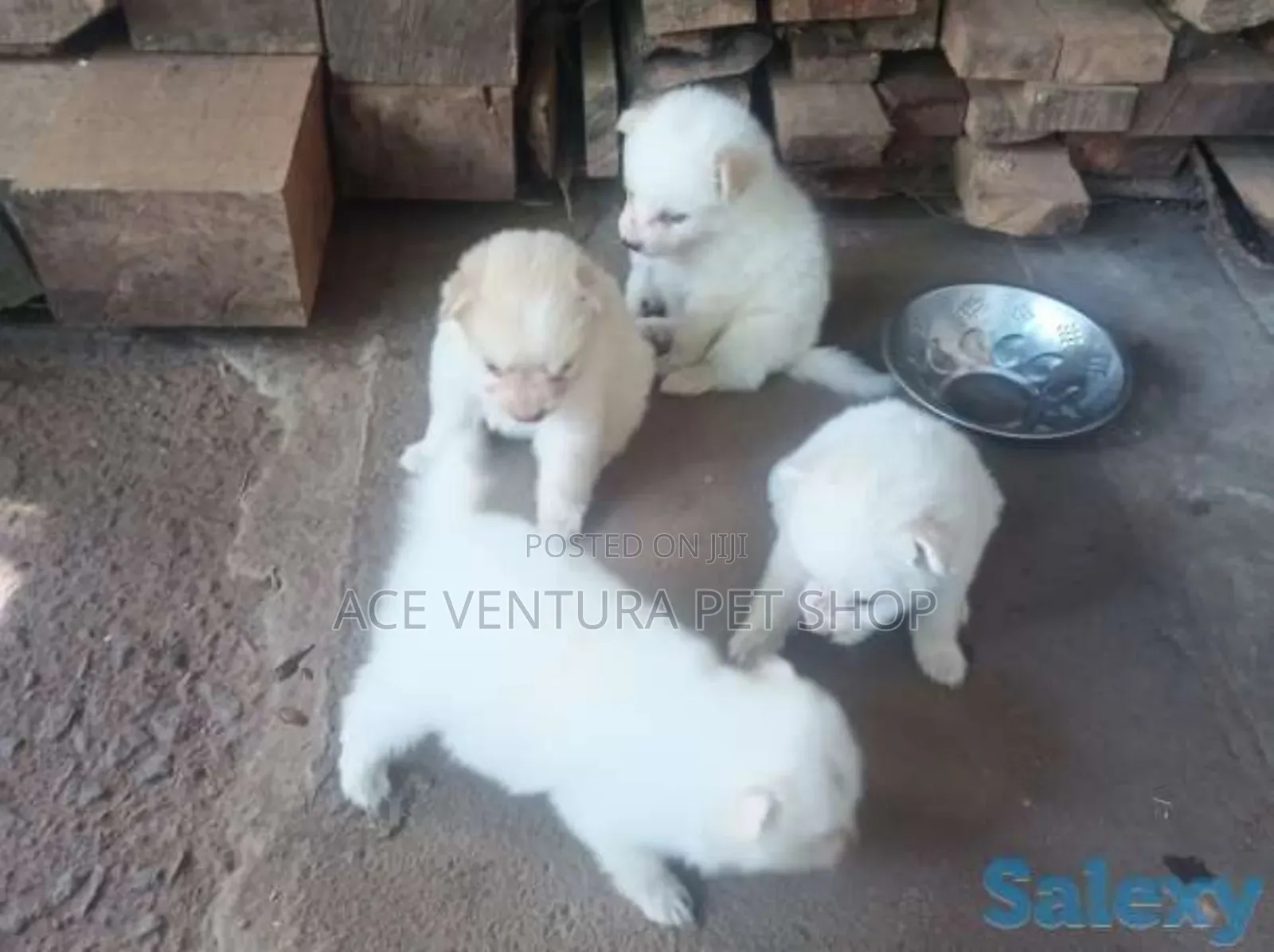 1-3 months Male Purebred Maltese