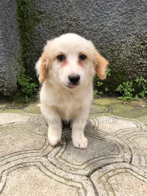 1-3 months Male Purebred Maltese