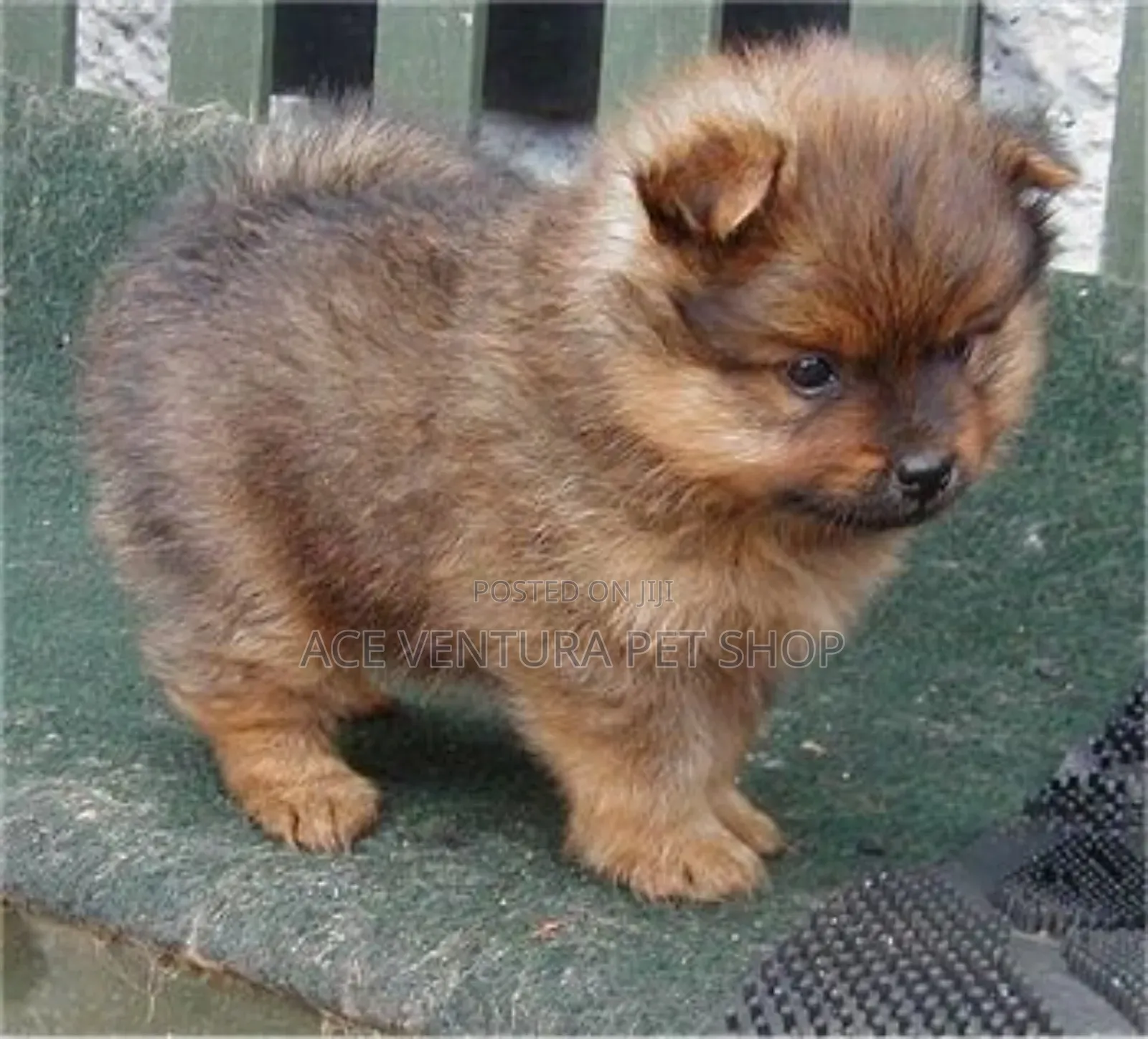 1-3 months Male Purebred Pomeranian