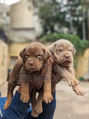 1-3 months Male Purebred American Pit Bull Terrier