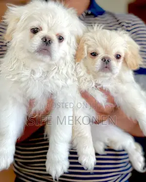 1-3 months Male Purebred Maltese