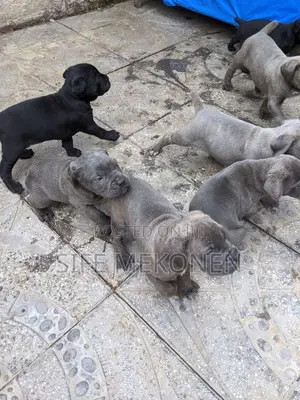 1-3 months Male Purebred Bullmastiff
