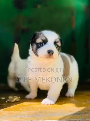 1-3 months Male Purebred Maltese