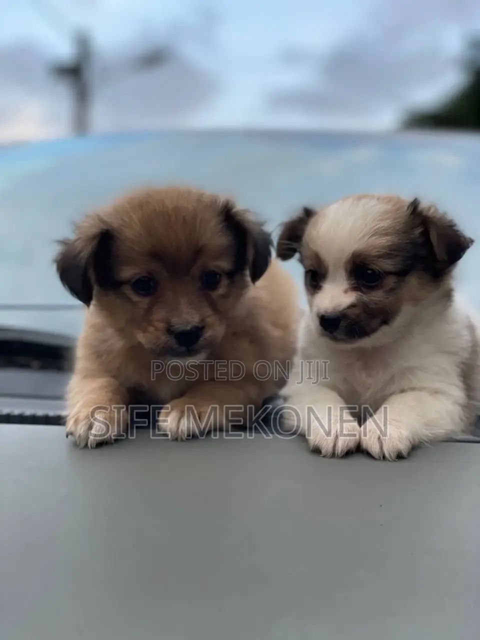 1-3 months Male Purebred Chihuahua