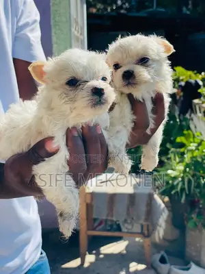 1-3 months Male Purebred Maltese