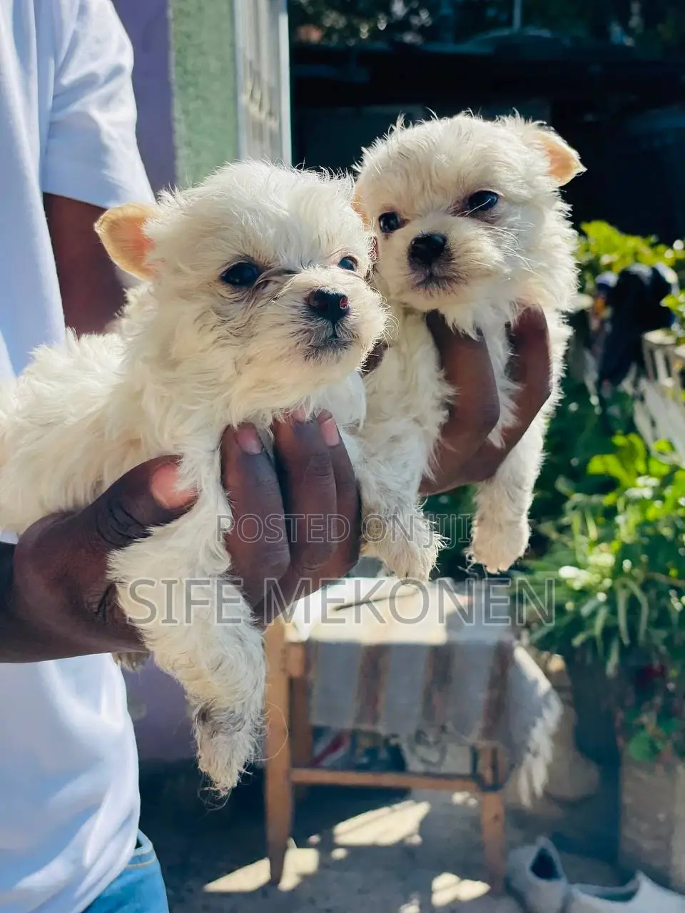 1-3 months Male Purebred Maltese