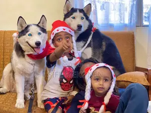 1-3 months Male Purebred Siberian Husky