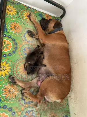 1-3 months Male Purebred Bullmastiff