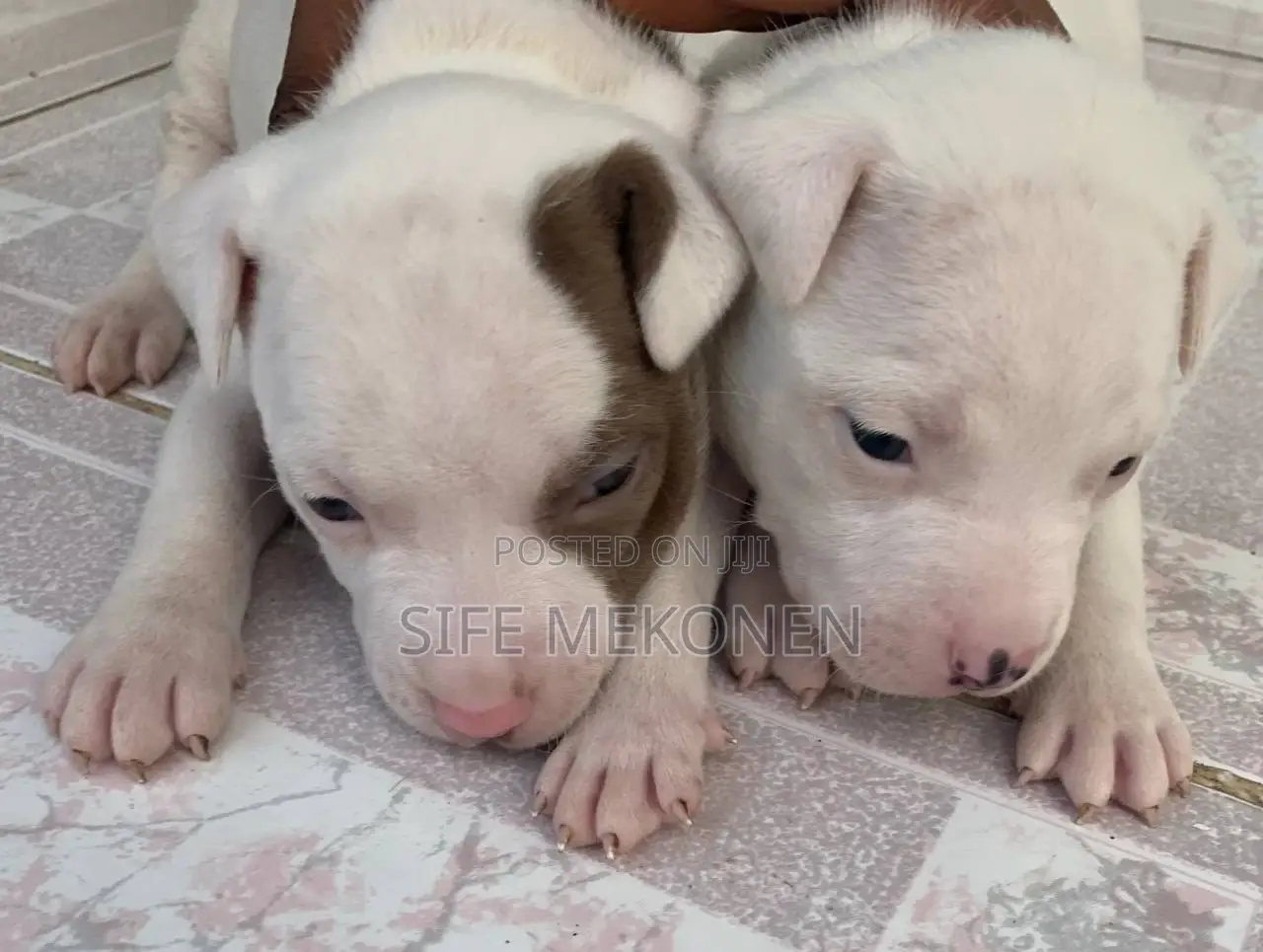 1-3 months Male Purebred American Pit Bull Terrier