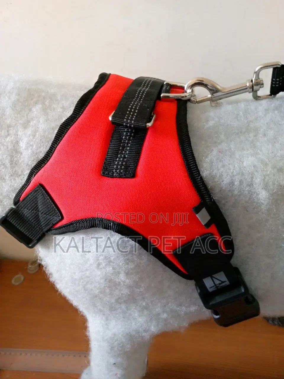 Dog Accessories