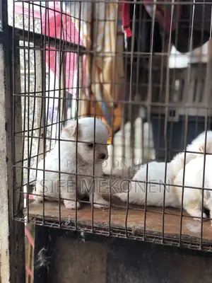 1-3 months Male Purebred Maltese