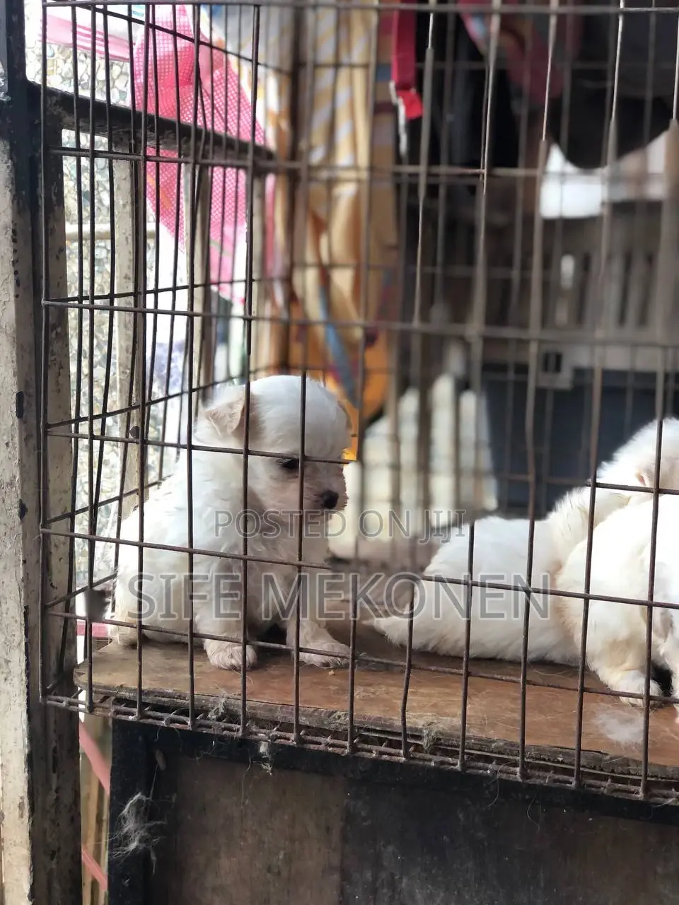 1-3 months Male Purebred Maltese