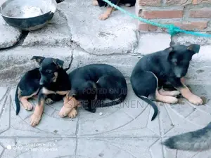 1-3 months Male Purebred German Shepherd