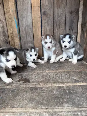 1-3 months Male Purebred Siberian Husky