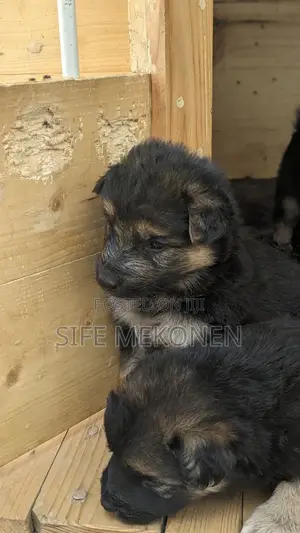 1-3 months Male Purebred German Shepherd