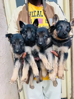 1-3 months Male Purebred German Shepherd
