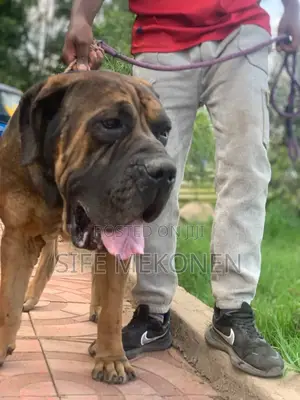 1-3 months Male Purebred Bullmastiff