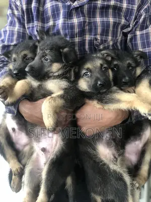 1-3 months Male Purebred German Shepherd