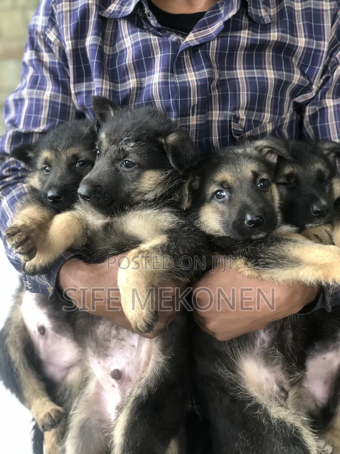 1-3 months Male Purebred German Shepherd
