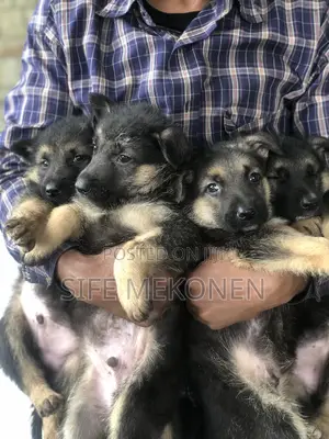 1-3 months Male Purebred German Shepherd