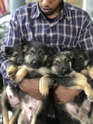 1-3 months Male Purebred German Shepherd